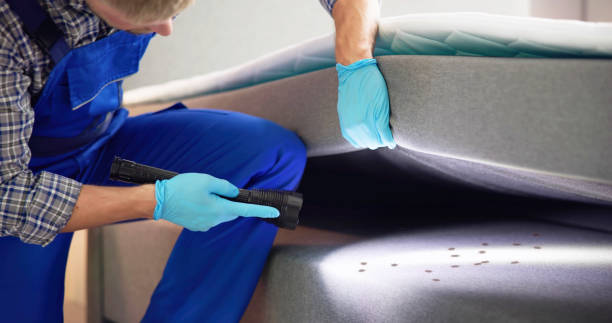 Best Ant Control Services  in Mission Nyon, CA