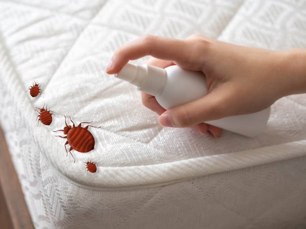 Best Local Pest Control Services  in Mission Nyon, CA